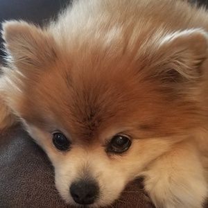 Meet your Posher, Ernestine